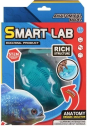 Set științific de anatomie – pește