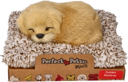 Retriever auriu care latră pe culcuș