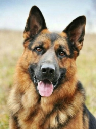 Pictură cu diamante Ciobănesc german 30x40 cm