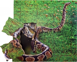 Just Jigsaws A avut un ciclu de viață al șarpelui - puzzle stratificat de lemn