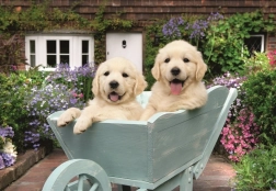 Ravensburger puzzle Retrieveri aurii 200 de piese