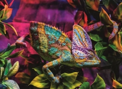 Puzzle Ravensburger Chameleon 500 piese