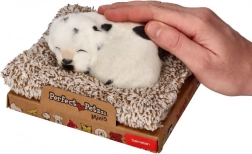 Dalmațian care latră pe culcuș