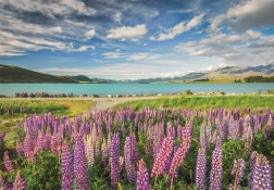 Puzzle Clementoni Lupini la lacul Tekapo 1500 piese