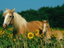 RAVENSBURGER Puzzle Norocul cailor XXL 200 piese