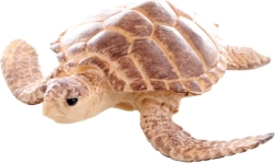 Figurină de broască țestoasă marină din plastic 9 cm