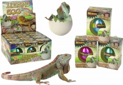 Ou magic care se clocește – șopârlă care crește 6 cm