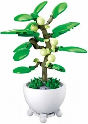 Sluban plantă tropicală în ghiveci