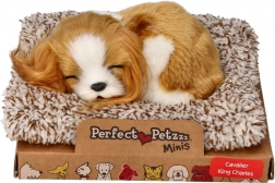 Căţeluş adormit Cavalier King Charles Perfect Petzzz
