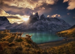 Puzzle Chile Lamy Guanako 1000 de piese