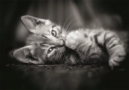 Puzzle pisoi alb-negru 1000 piese