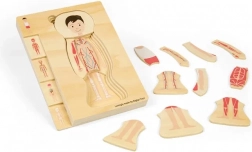 Puzzle anatomic stratificat din lemn – băiat BIGJIGS TOYS