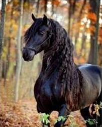 Mozaic cu diamante – cal negru