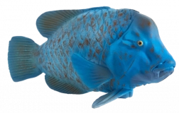 Figurină Mojo de pește wrasse verde – jucărie animal realistă