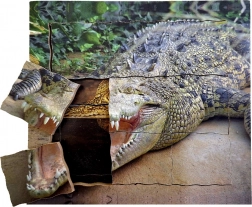 Puzzle crocodil din lemn stratificat - Ciclu de viață