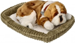 Cățeluș buldog care „respiră”