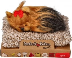 Perfect Pet cățeluș mic York