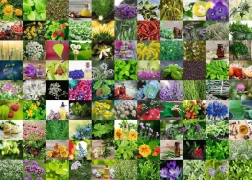 Puzzle RAVENSBURGER 1000 piese 99 plante aromatice