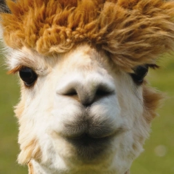 Puzzle pătrat CURIOSI Q Animal Alpaca 66 piese