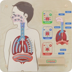 Tabla educațională din lemn Respiratie de la Masterkidz
