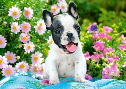 Puzzle 500 piese French Bulldog Puppy