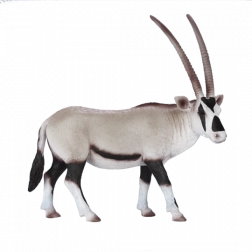 Mojo oryx arab