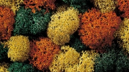 Mușchi decorativ Herbst de la Noch