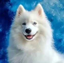 Pictură cu diamante samoyed 30 × 40 cm