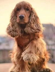 Pictură cu diamante – salutul cocker-spanielului 30 × 40 cm