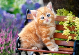 Puzzle 500 de piese – Ginger Kitten