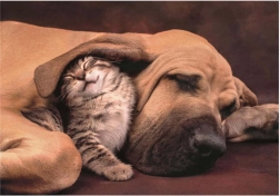 Puzzle Mazlení 500 piese