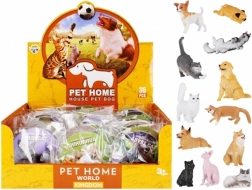 Animale educative – câini și pisici cu cartonaș și denumirea speciei