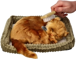 Set de adopție pisicuță angora turcească