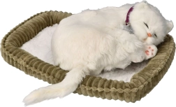 Adoptă-mă pisoi alb cu blană scurtă