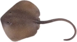 Figurină patinului oriental