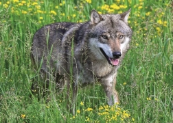 Puzzle Ravensburger lupul neînfricat 1000 piese