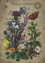 Puzzle Ciclul de viață al Fluturelui 1000 de piese