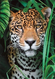 Puzzle 500 piese – jaguar în junglă CLEMENTONI