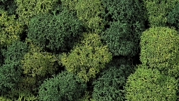 Mușchi decorativ verde deschis și verde închis