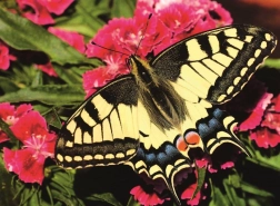 Puzzle Ravensburger Frumosul fluture 500 piese