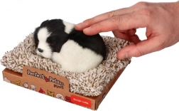 Border collie adormită pe pătuț