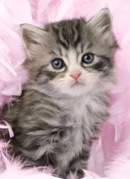 Puzzle Drăguț Pisoi 500 de piese