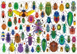 Puzzle Educa Insecte 500 de piese