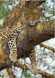 Puzzle Leopard 1000 de piese