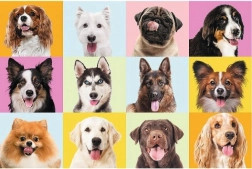 Puzzle 60 piese – cățeluși adorabili TREFL