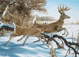 COBBLE HILL puzzle Evadare – 1000 piese