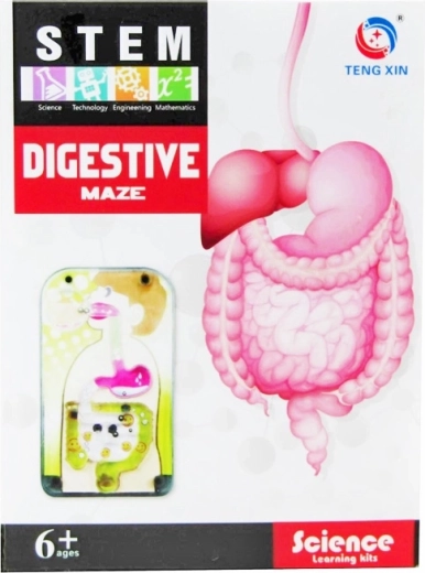 serie creativă – sistemul digestiv
