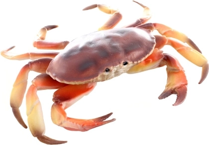 Model de crab din plastic 17 cm