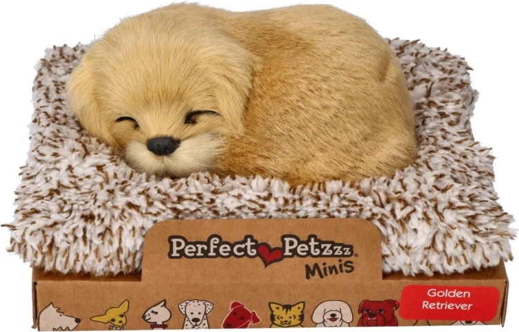 Retriever auriu care latră pe culcuș