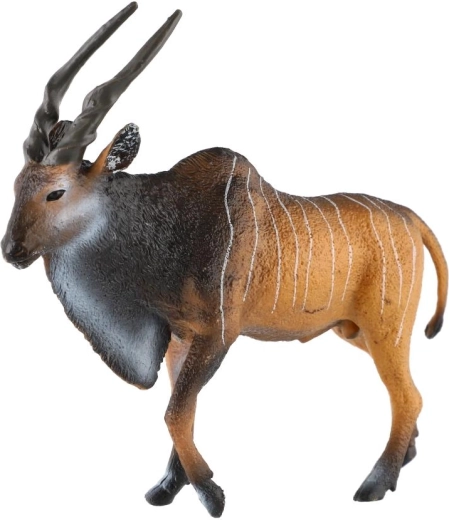 Coarne lungi caracteristice